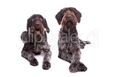 zwei große schwarz graue Hunde