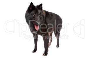 großer schwarzer Schäferhund