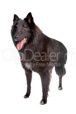 großer schwarzer Schäferhund