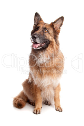 brauner Langhaar Schäferhund Mischling