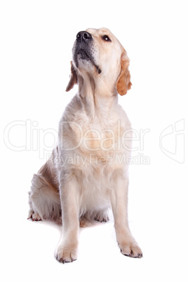 Golden Retriever, weißer Hintergrund