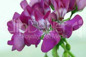Violet Flowers Macro