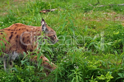 Luchs - Lynx lynx