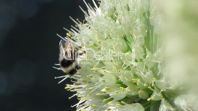 Bee and flowers 3