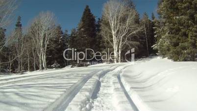 Snowmobile through pine forest P HD 05