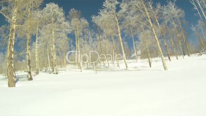 Winter drive through mountain Aspen trees P HD 06