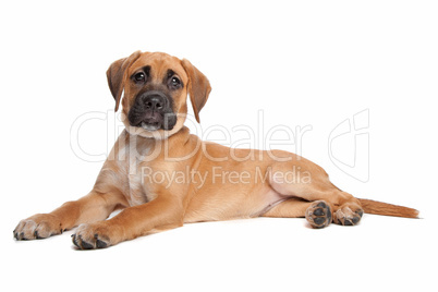 großer brauner Hund, weißer Hintergrund