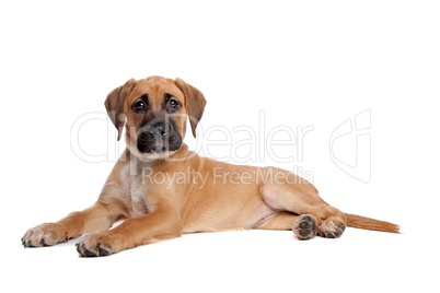 großer brauner Hund, weißer Hintergrund