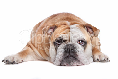 Bulldogge braun weiß, weißer Hintergrund