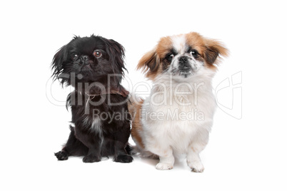 kleiner Hund schwarz und kleiner Hund weiß braun