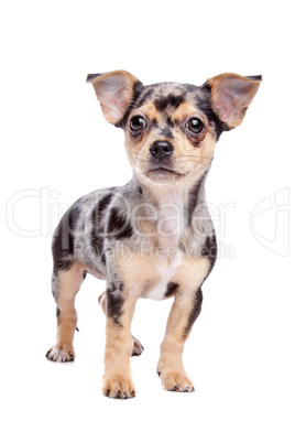 Chihuahua braun schwarz