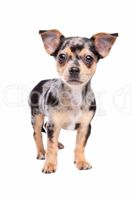 Chihuahua braun schwarz
