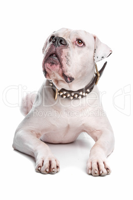 Bulldogge weiß, weißer Hintergrund
