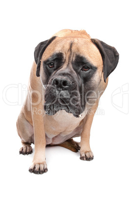 Bulldogge braun, weißer Hintergrund