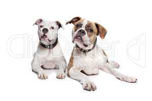Bulldoggen weiß und weiß braun