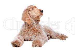 kleiner brauner Hund, weißer Hintergrund