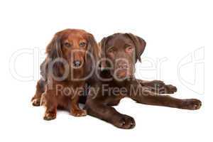 brauner Dackel und brauner Labrador