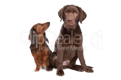 brauner Dackel und brauner Labrador