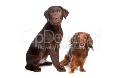 brauner Labrador und brauner Dackel