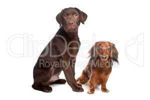 brauner Labrador und brauner Dackel