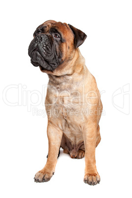 Bulldogge braun, weißer Hintergrund
