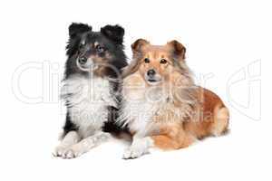 Border Collie und Collie