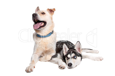 brauner Hund und Husky