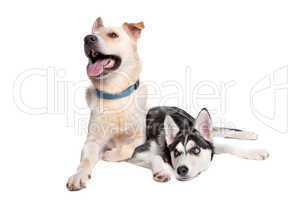 brauner Hund und Husky