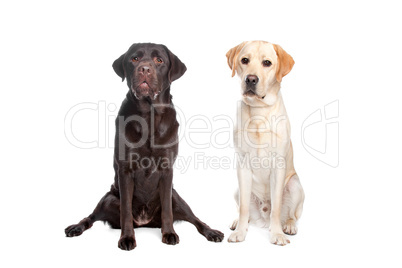 schwarzer und brauner Hund, weißer Hintergrund
