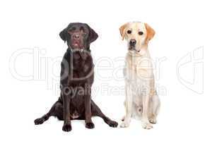 schwarzer und brauner Hund, weißer Hintergrund