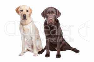 brauner und schwarzer Hund, weißer Hintergrund