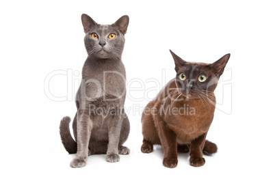 Katzen grau und braun schwarz