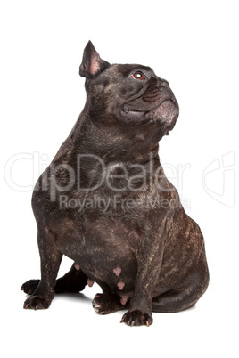 schwarze Bulldogge, weißer Hintergrund