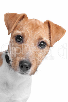 Jack Russel Terrier, weißer Hintergrund