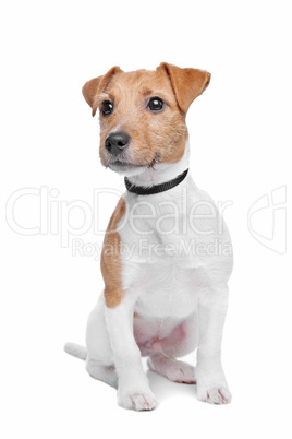 Jack Russel Terrier, weißer Hintergrund