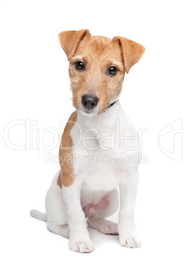 Jack Russel Terrier