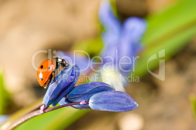 Ladybug on snowdrop flower