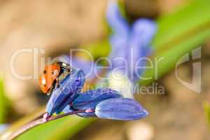 Ladybug on snowdrop flower