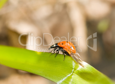 Close-up of ladybird on grass