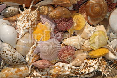 Muscheln und Meeresschnecken