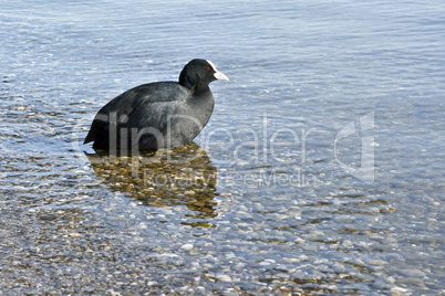 Fulica atra