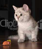 White kitten and a mouse