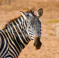 zebra's head