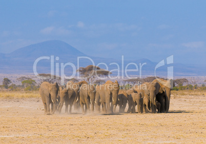 elephants in amboseli national park, kenya