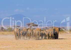 elephants in amboseli national park, kenya