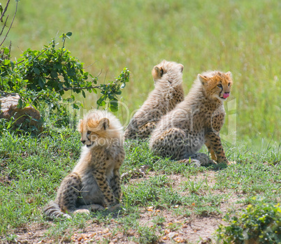 cheetah's cubs