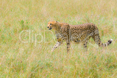 cheetah in the field