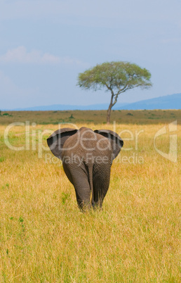 elephant, rear view