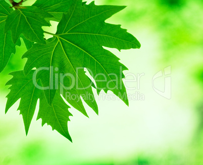 green leaves, shallow focus