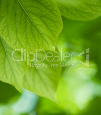 green leaves, shallow focus